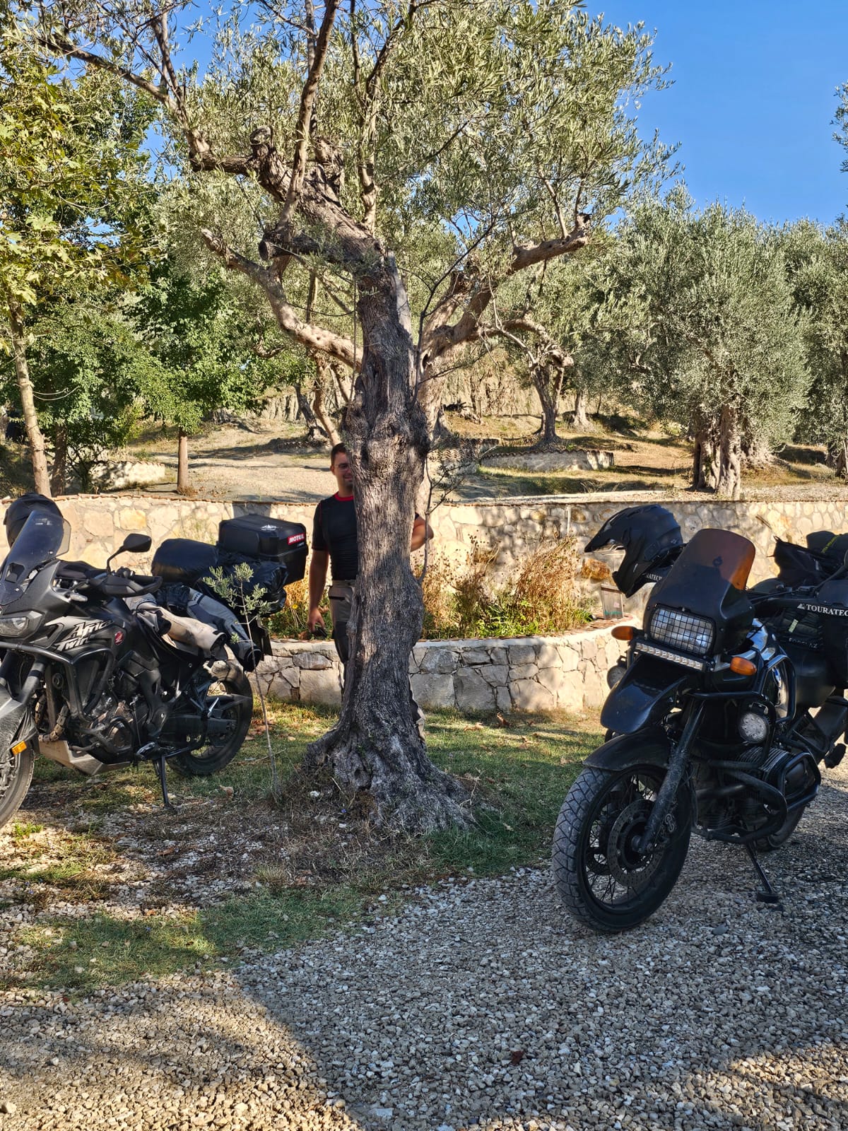Motorräde im Olivenhain